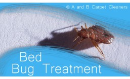 Bed Bug Treatment - Brooklyn